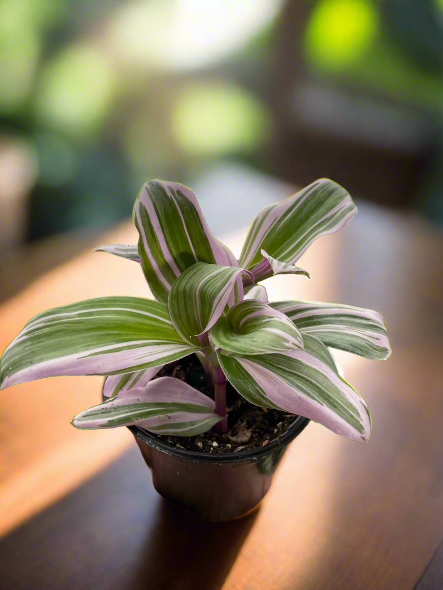 Tradescantia 'Nanouk'