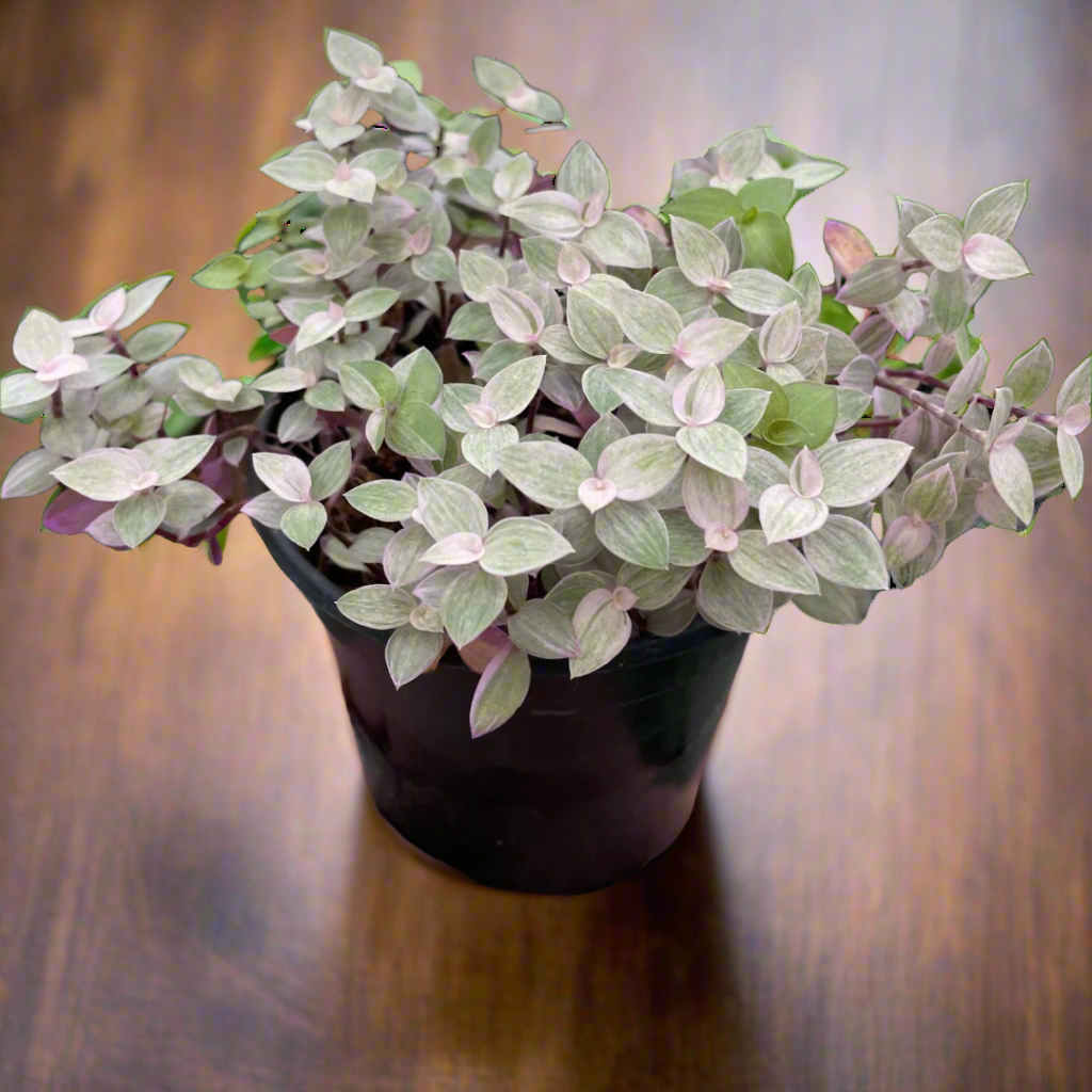 Tradescantia Callisia 'Pink Panther'