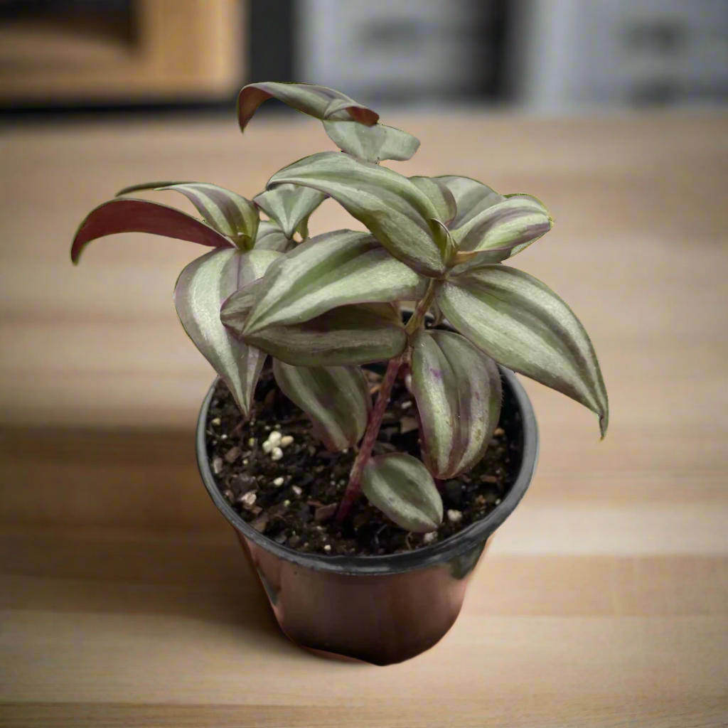 Tradescantia Zebrina 'Wandering Dude'
