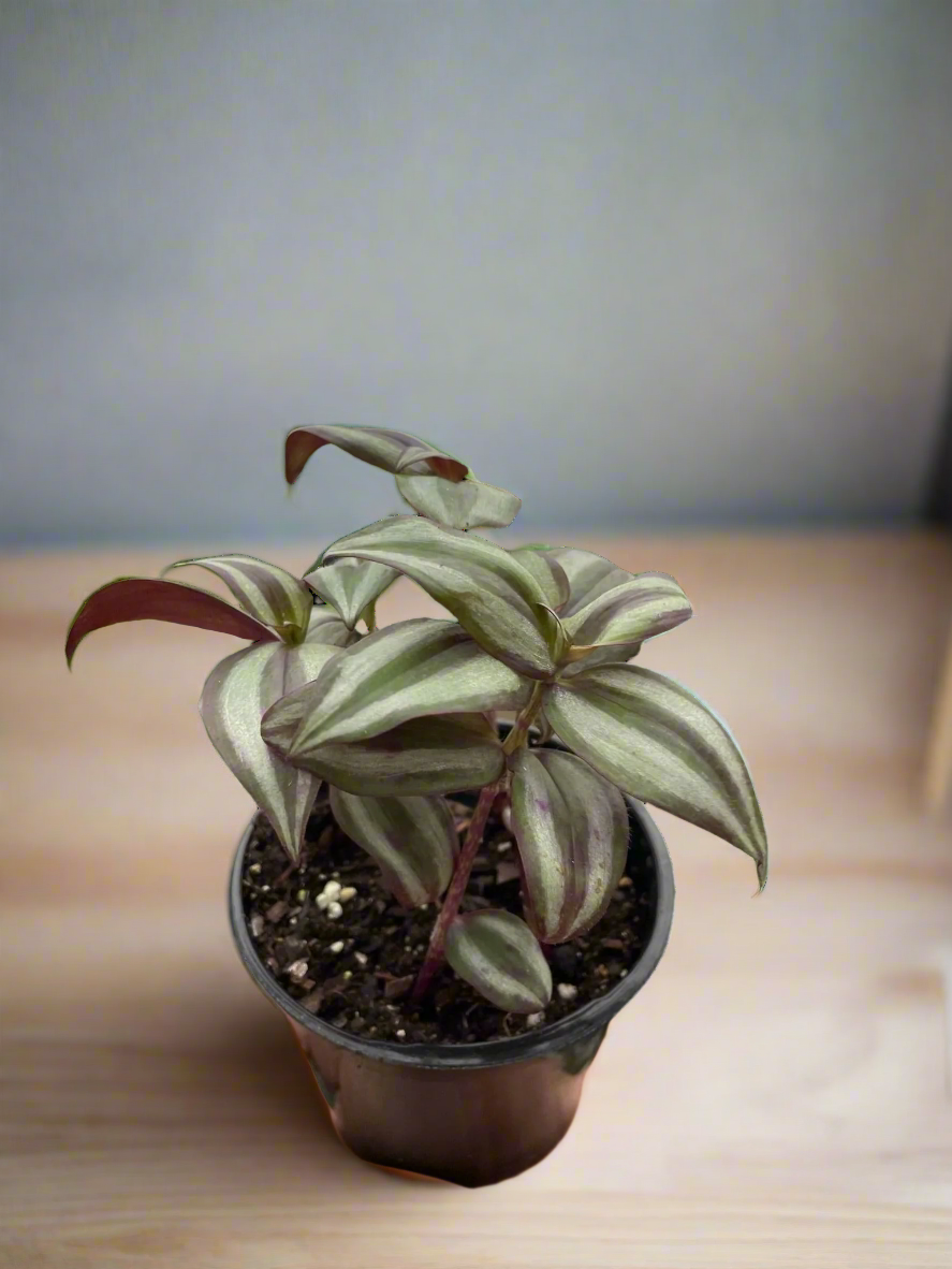 Tradescantia Zebrina 'Wandering Dude'
