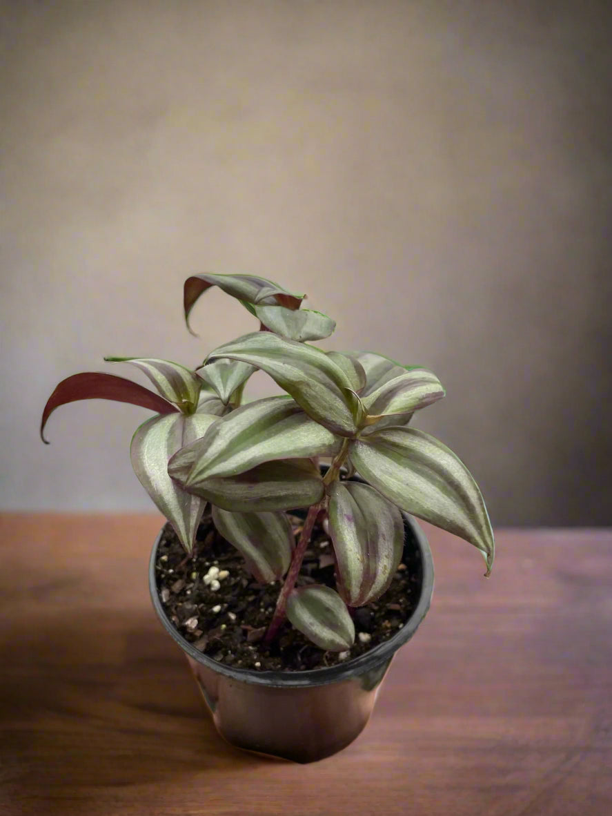 Tradescantia Zebrina 'Wandering Dude'