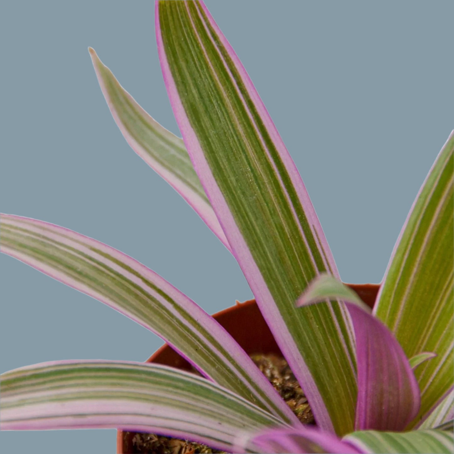 Oyster Plant 'Moses in the Cradle'
