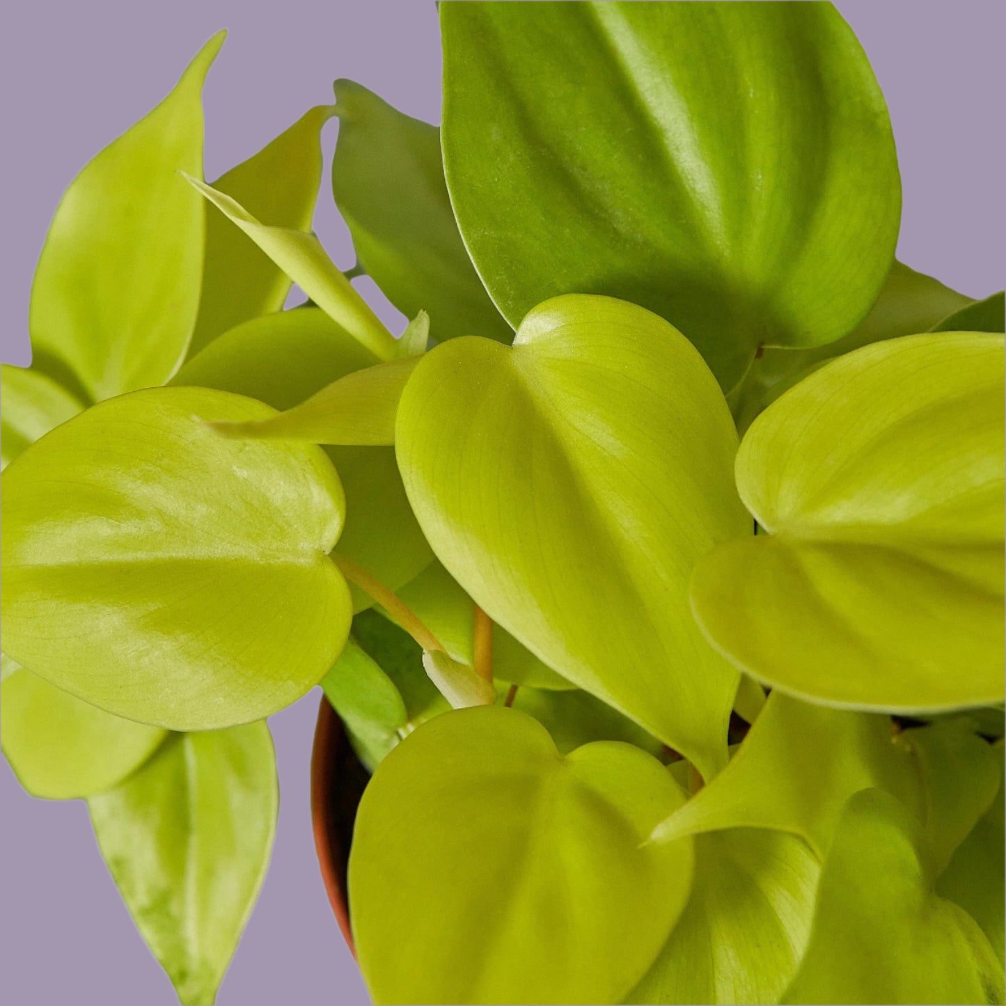 Philodendron 'Neon'