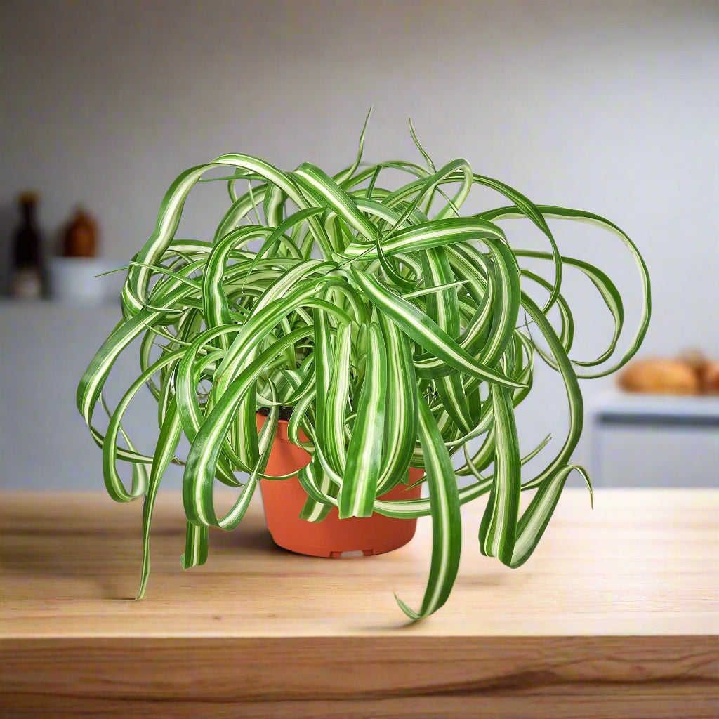 Spider Plant 'Bonnie'