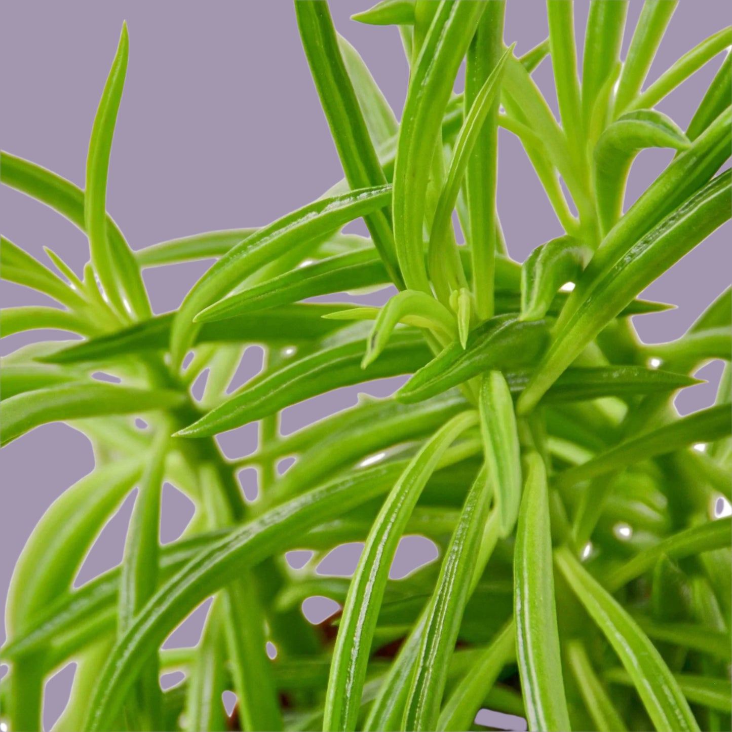 Peperomia 'Green Bean'