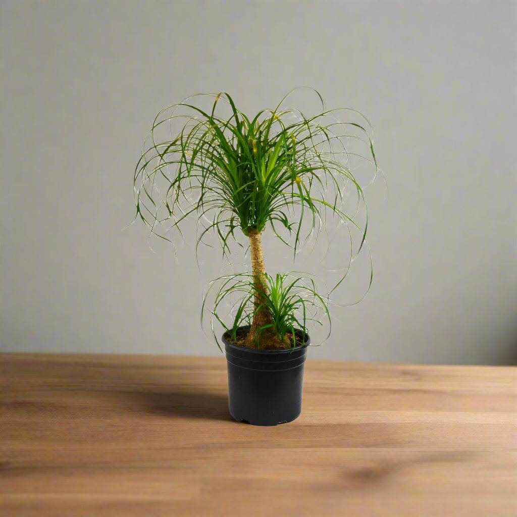 Palm Ponytail