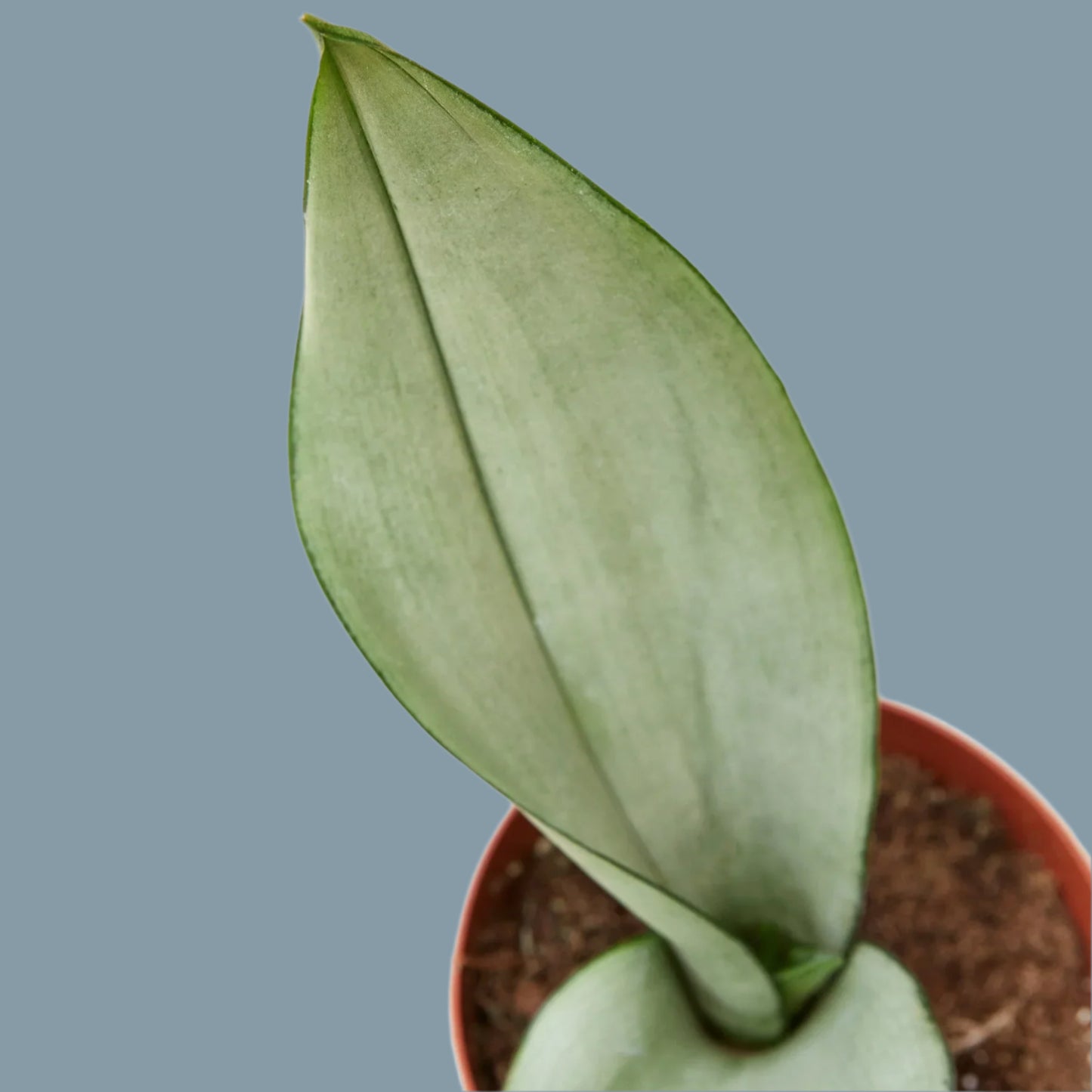 Snake Plant Moonshine