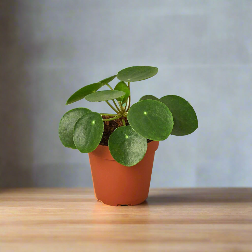 Pilea Peperomioides 'Chinese Money'