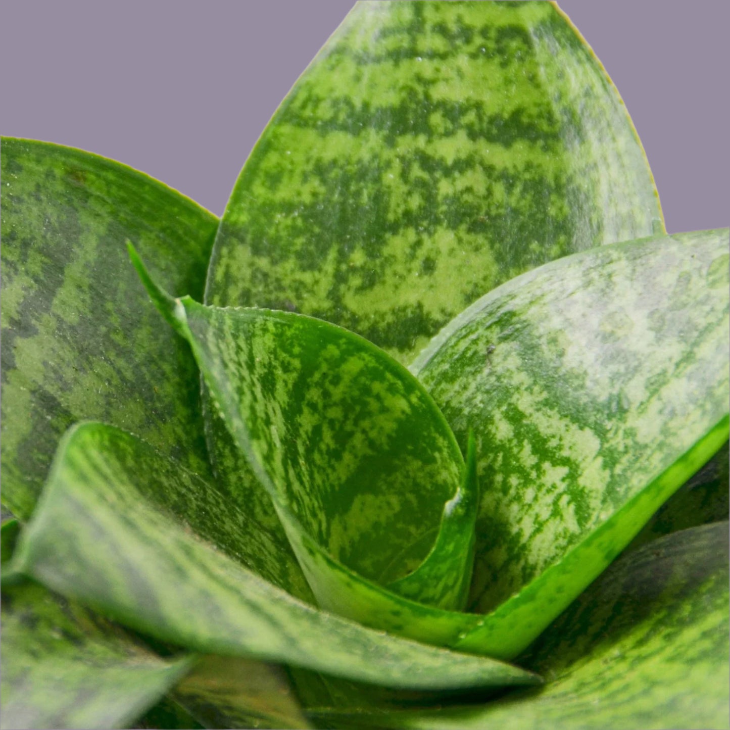 Snake Plant Black Robusta