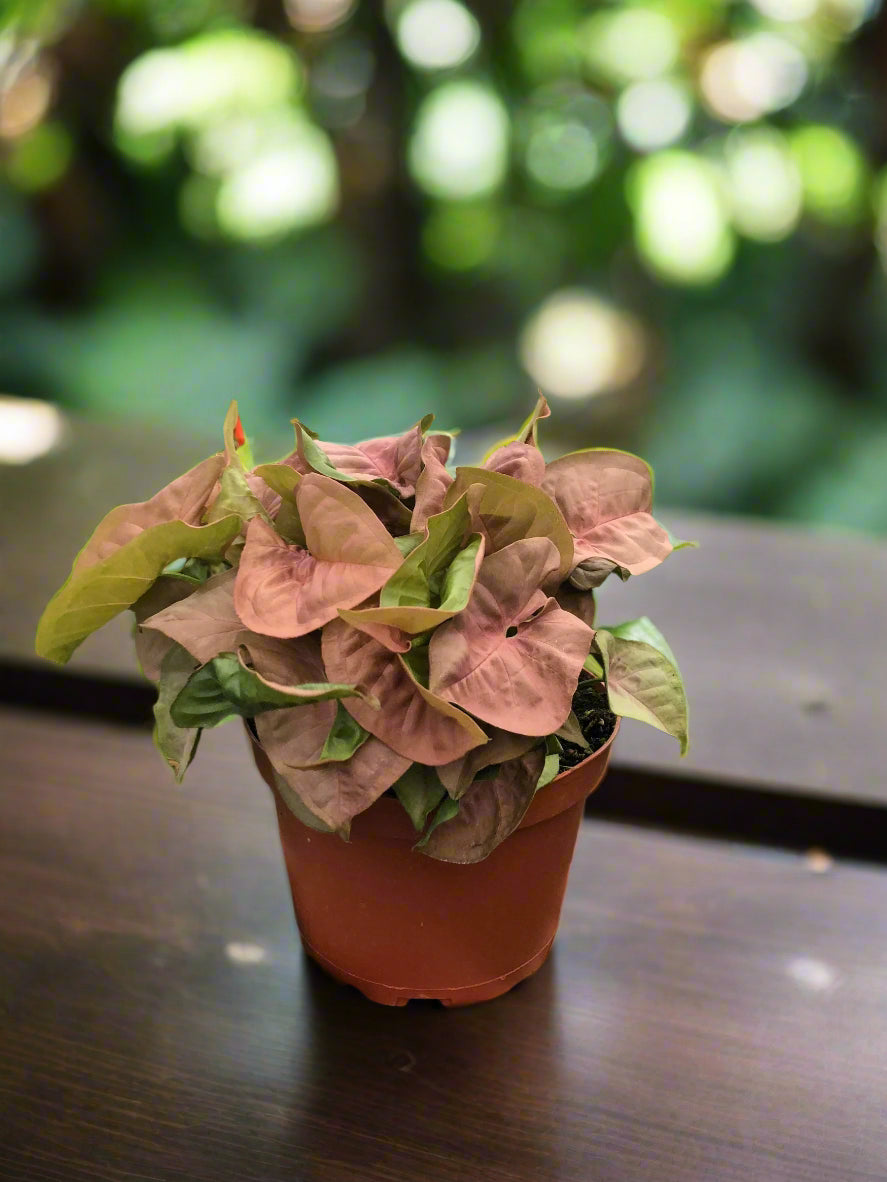 Syngonium Strawberry