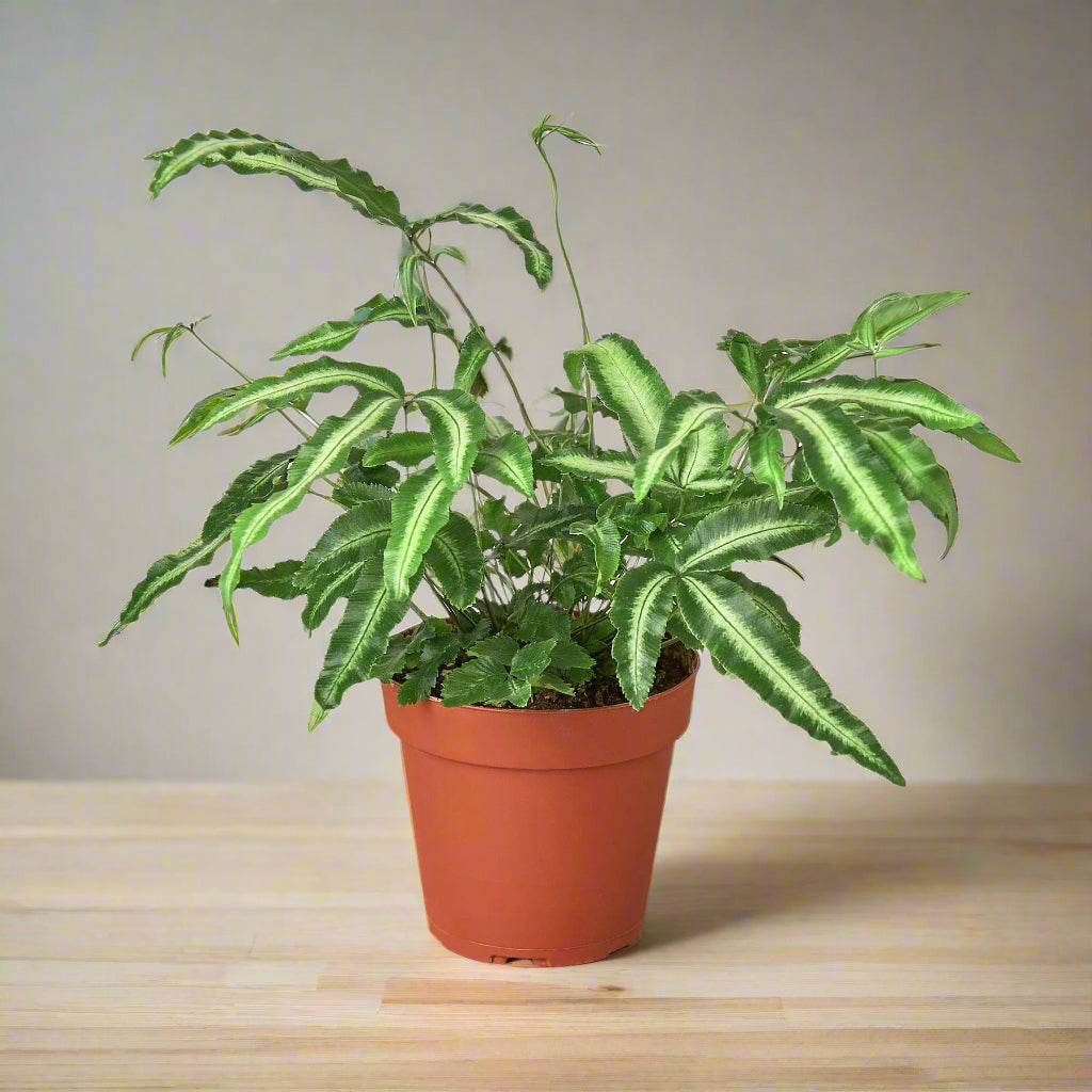 Pteris Cretica 'Albo Fern'