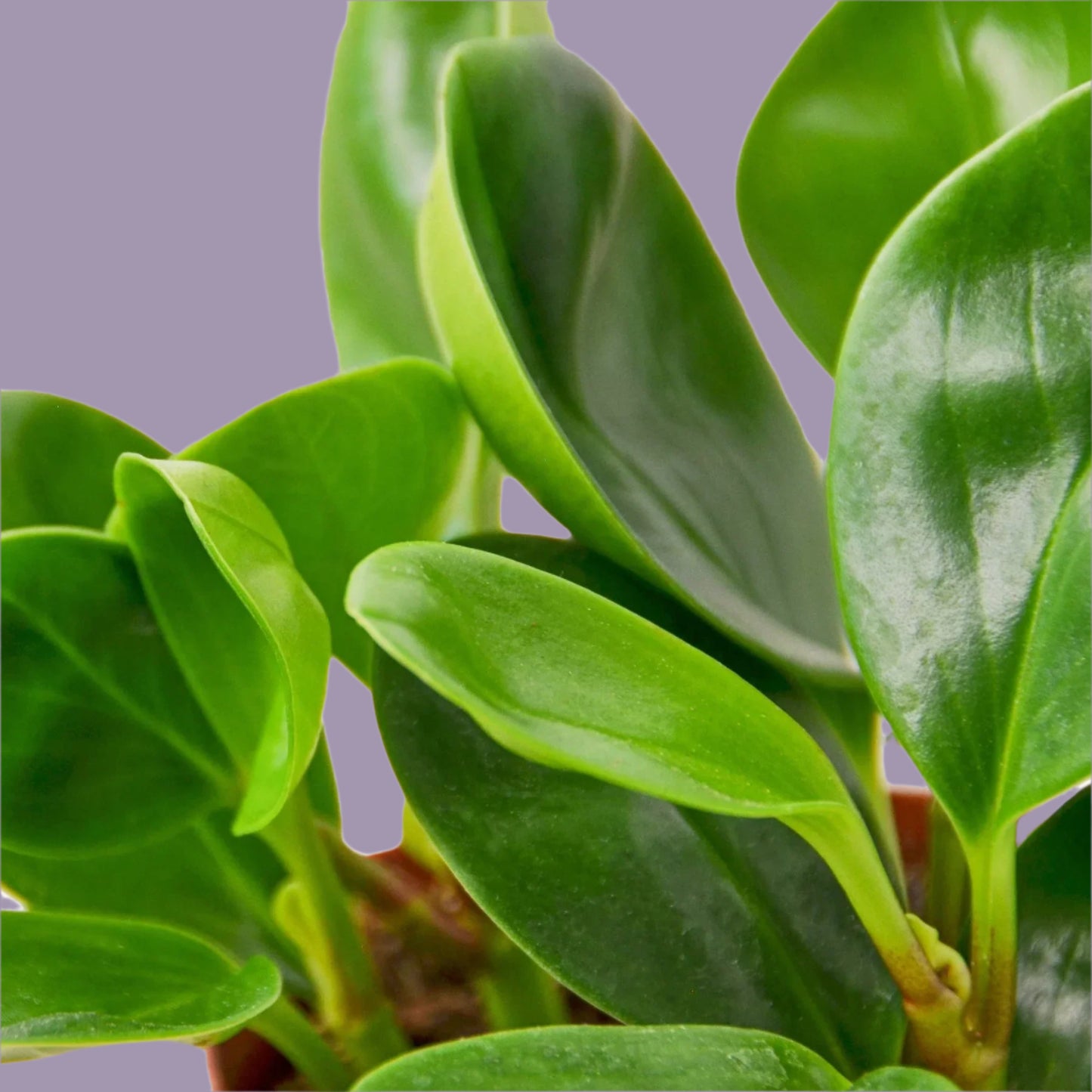 Peperomia Thailand