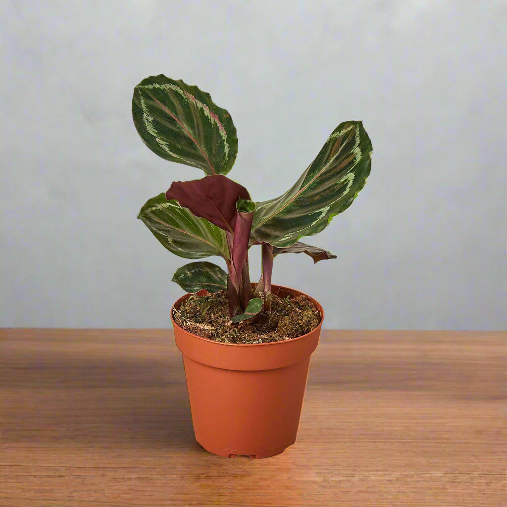 Calathea Medallion