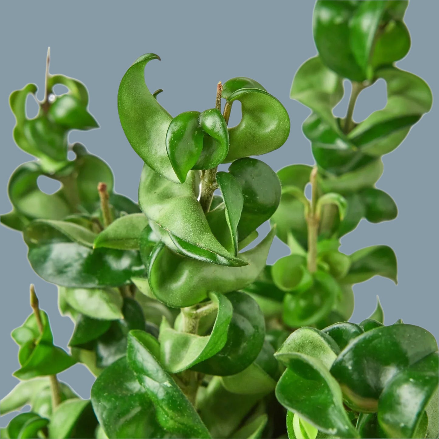 Hoya Rope Plant