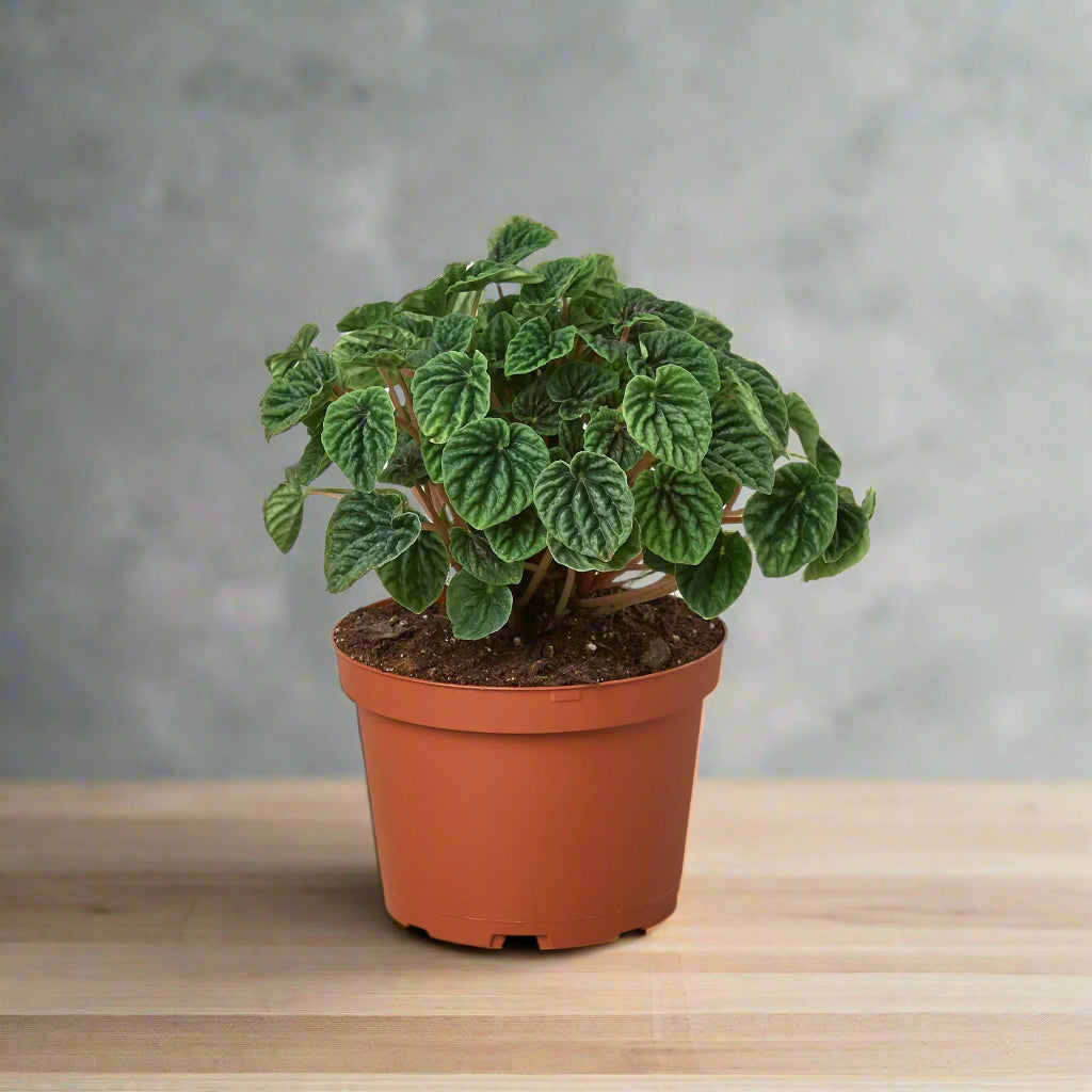 Peperomia 'Ripple'