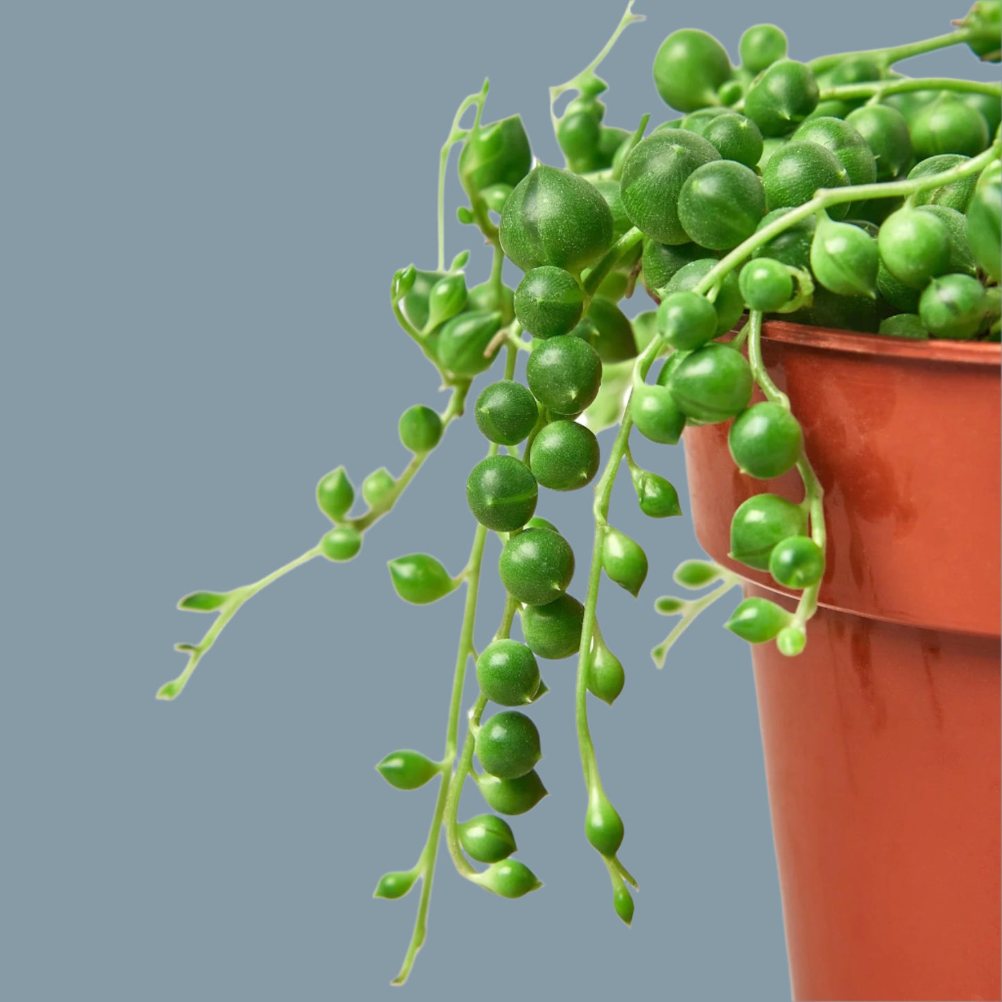 Succulent 'String of Pearls'