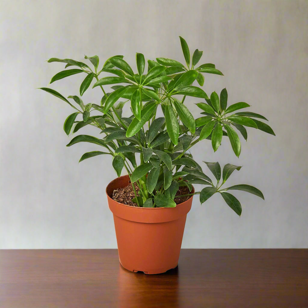 Schefflera Arboricola 'Umbrella'