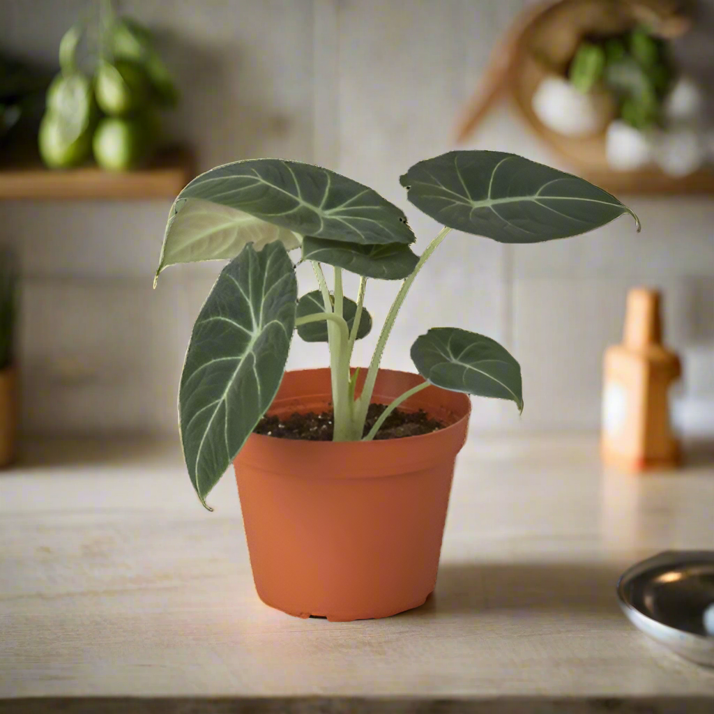 Alocasia Reginula 'Black Velvet'