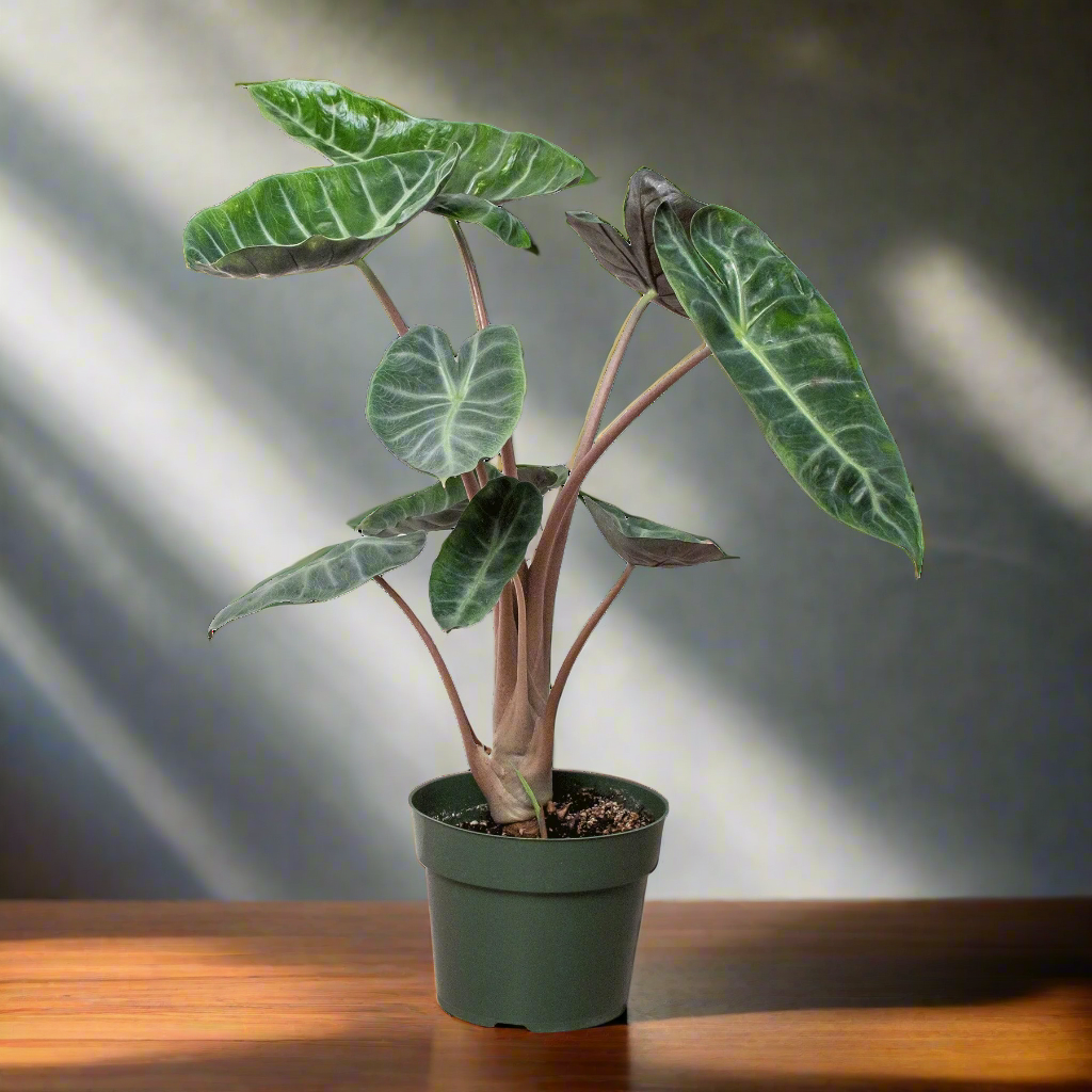 Alocasia Pink Dragon