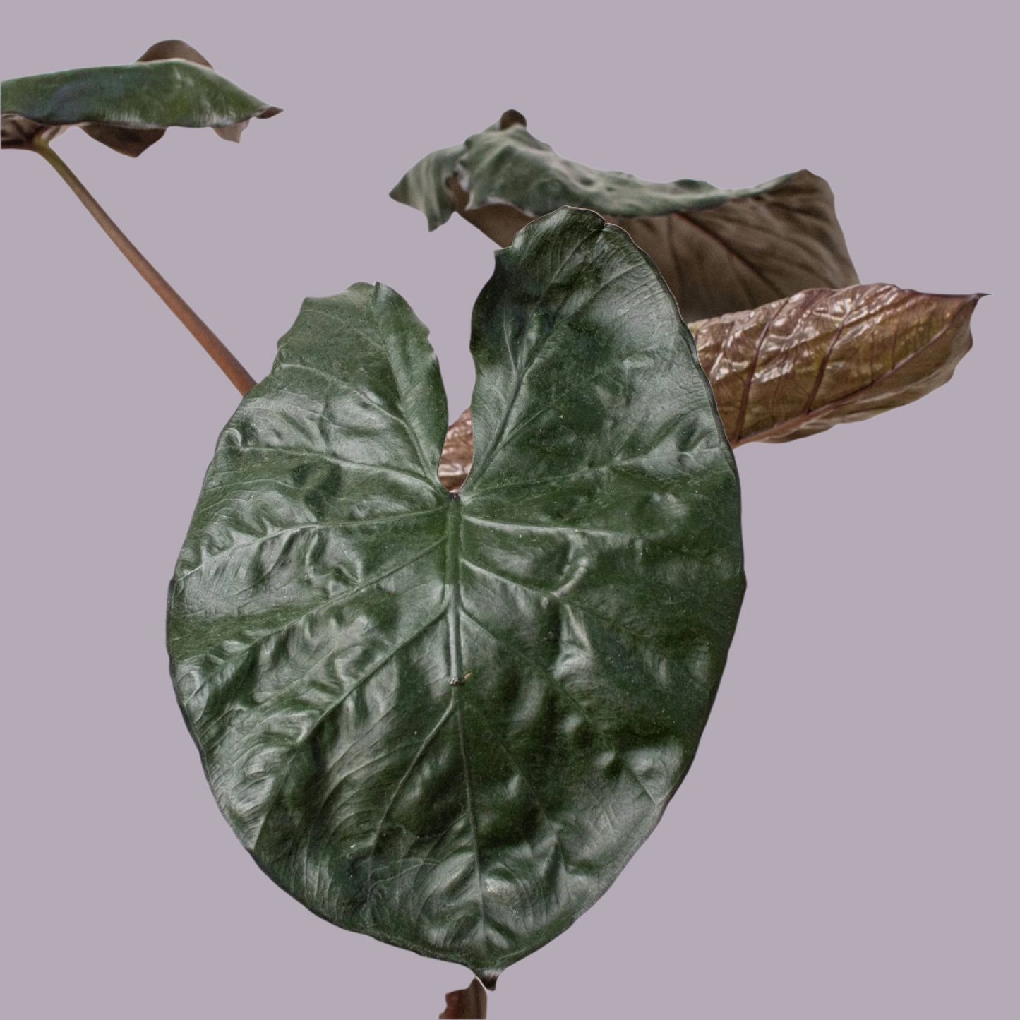 Alocasia 'Serendipity'