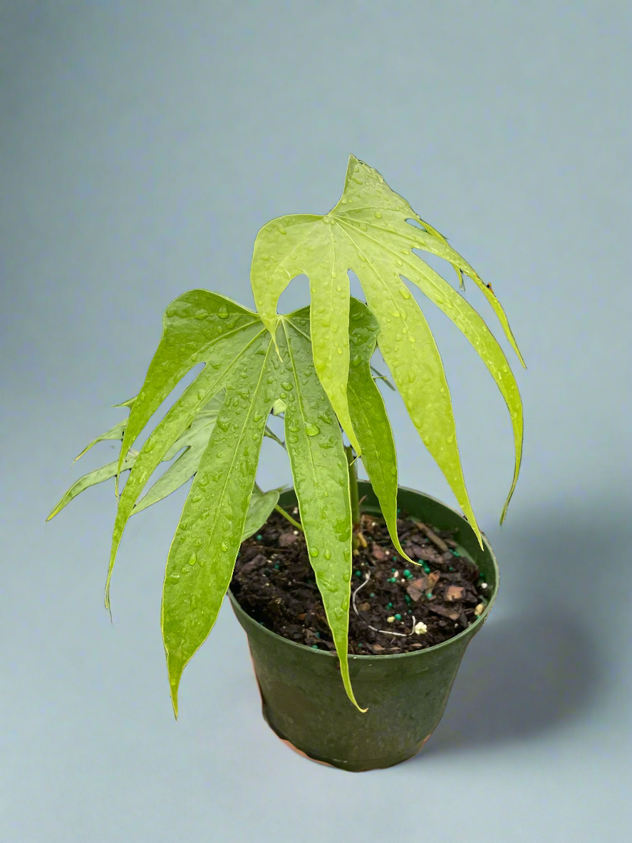 Anthurium Fingers