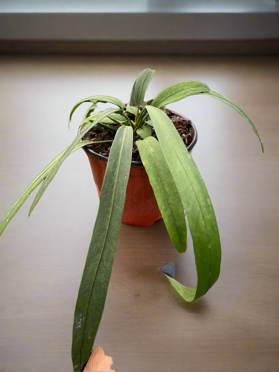 Anthurium 'Vittarifolium'