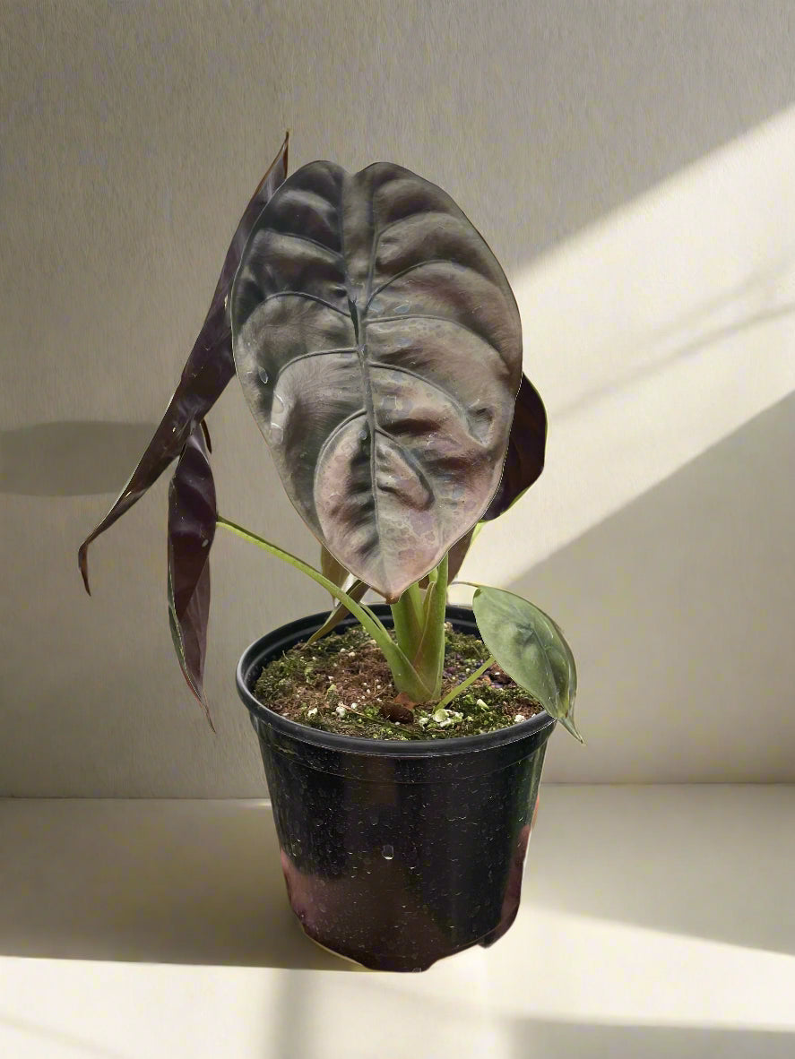 Alocasia 'Red Secret'