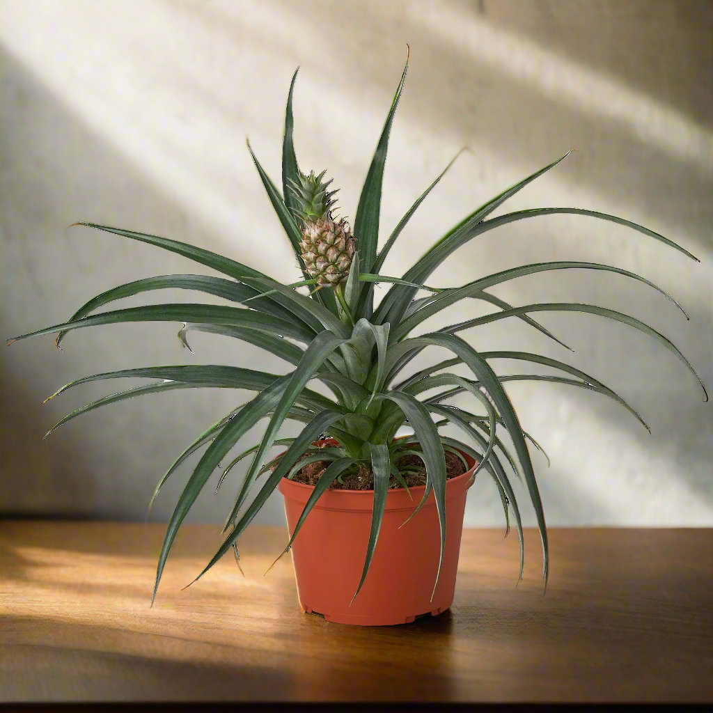 Bromeliad 'Yellow Pineapple' - 6" Pot