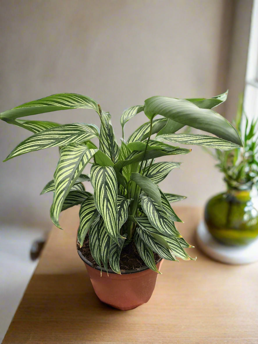 Calathea 'Vittata'