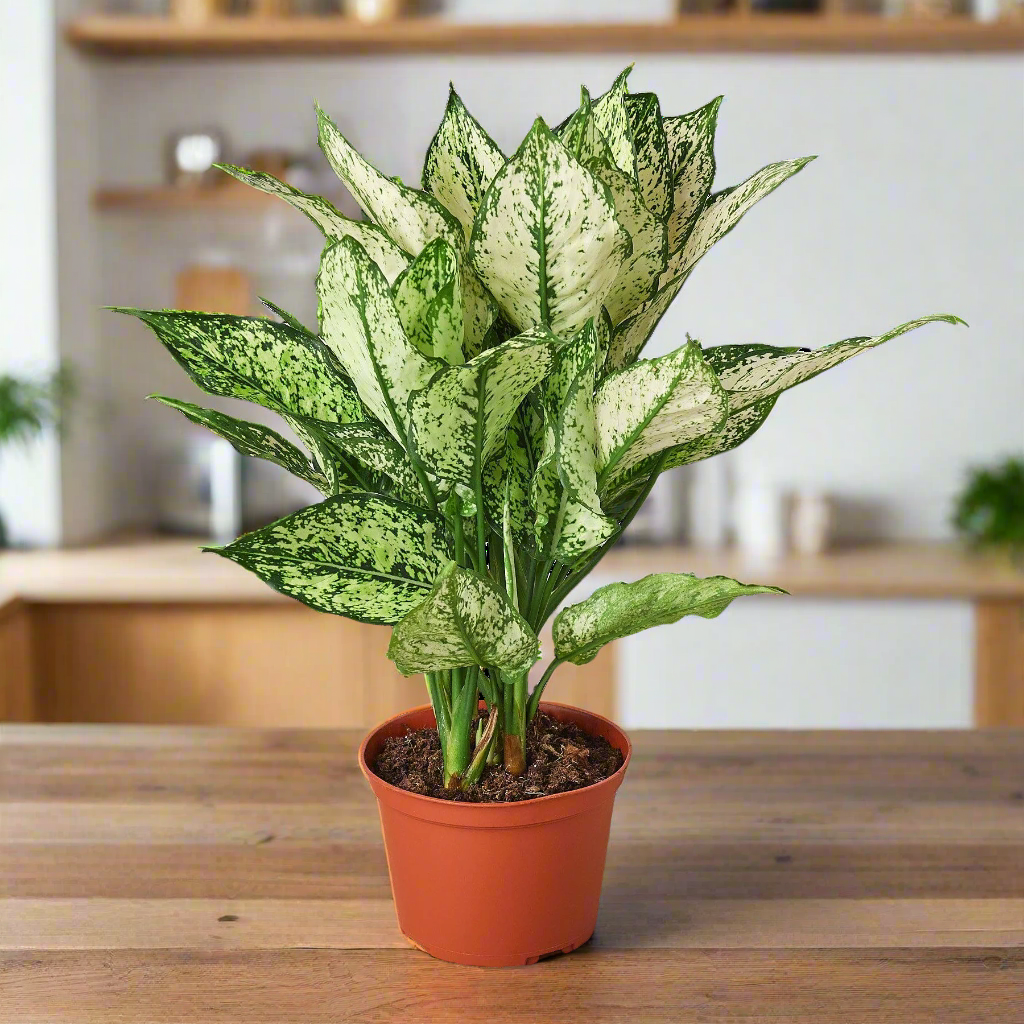 Chinese Evergreen 'First Diamond'