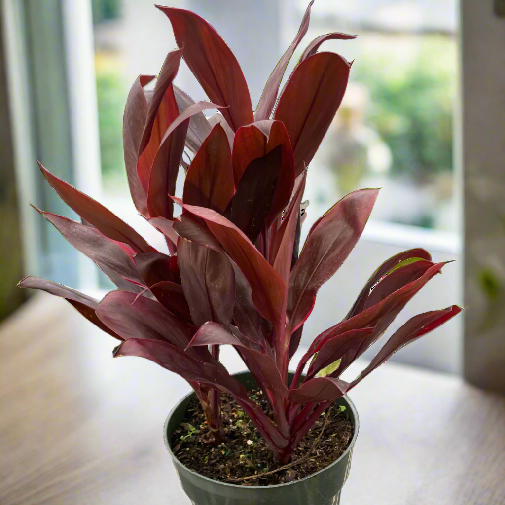 Cordyline 'Calypso Queen'