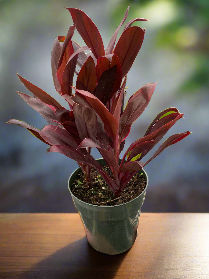 Cordyline 'Calypso Queen'