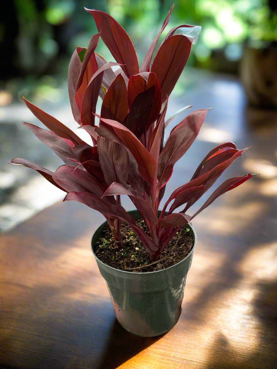 Cordyline 'Calypso Queen'