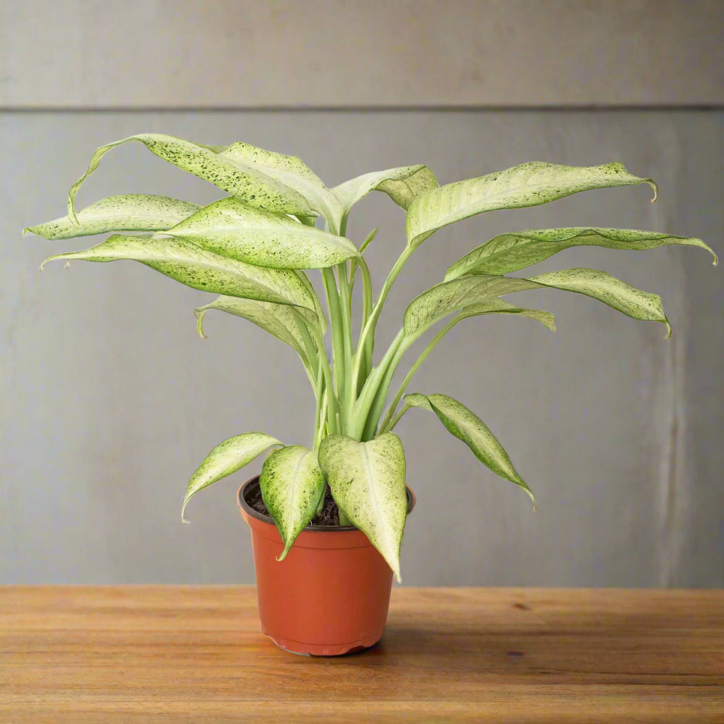 Dieffenbachia 'Camouflage'