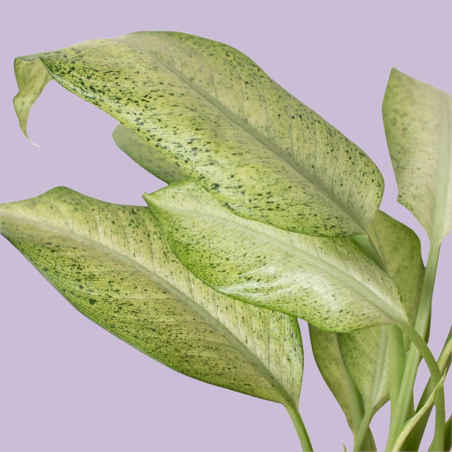 Dieffenbachia 'Camouflage'