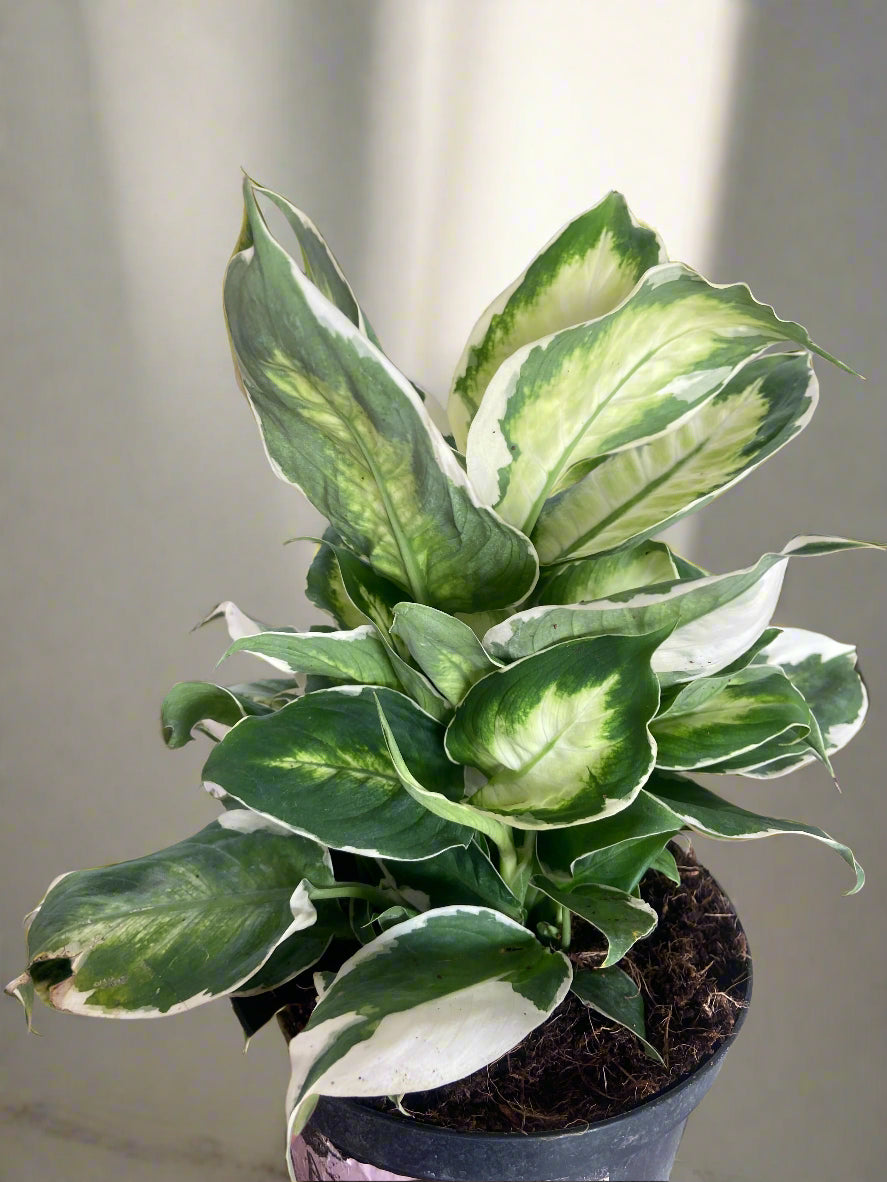 Dieffenbachia 'Cool Beauty'