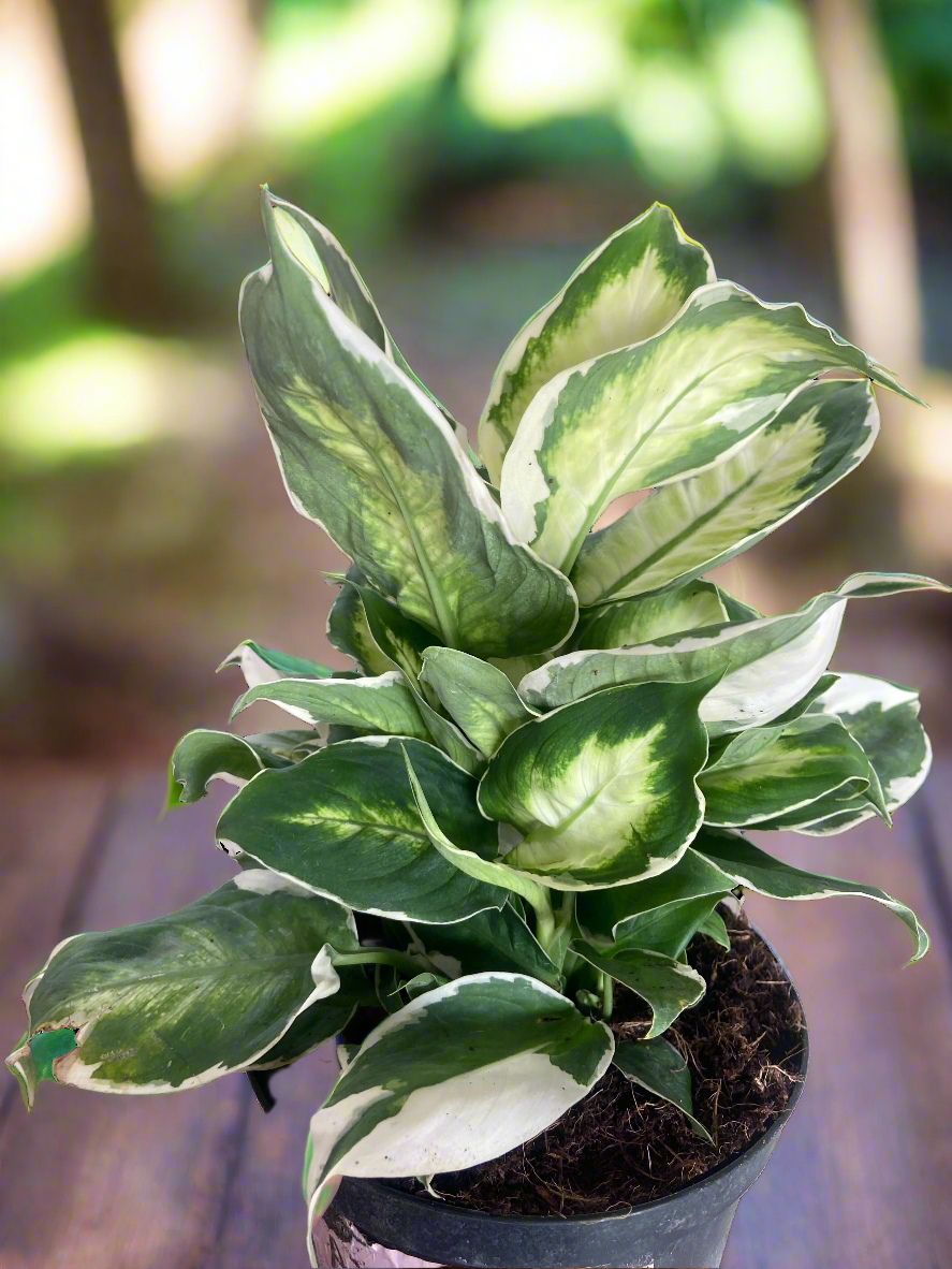 Dieffenbachia 'Cool Beauty'