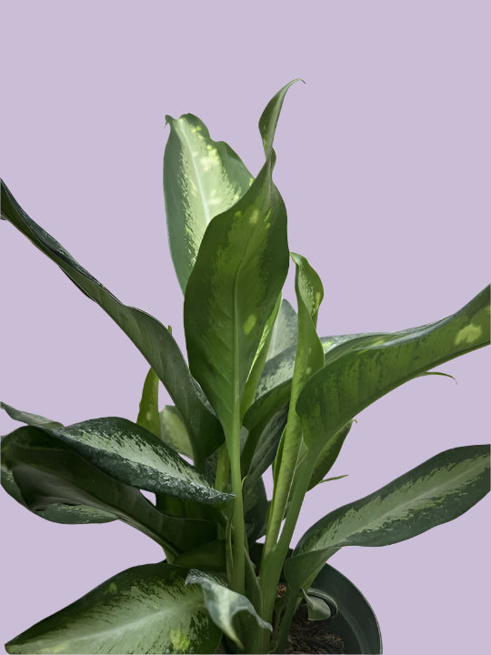 Dieffenbachia Panther