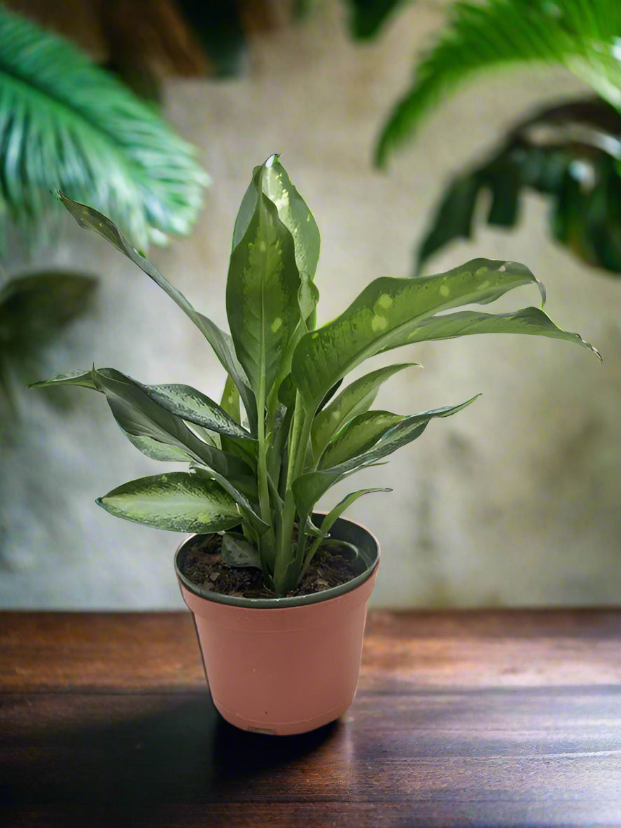 Dieffenbachia Panther