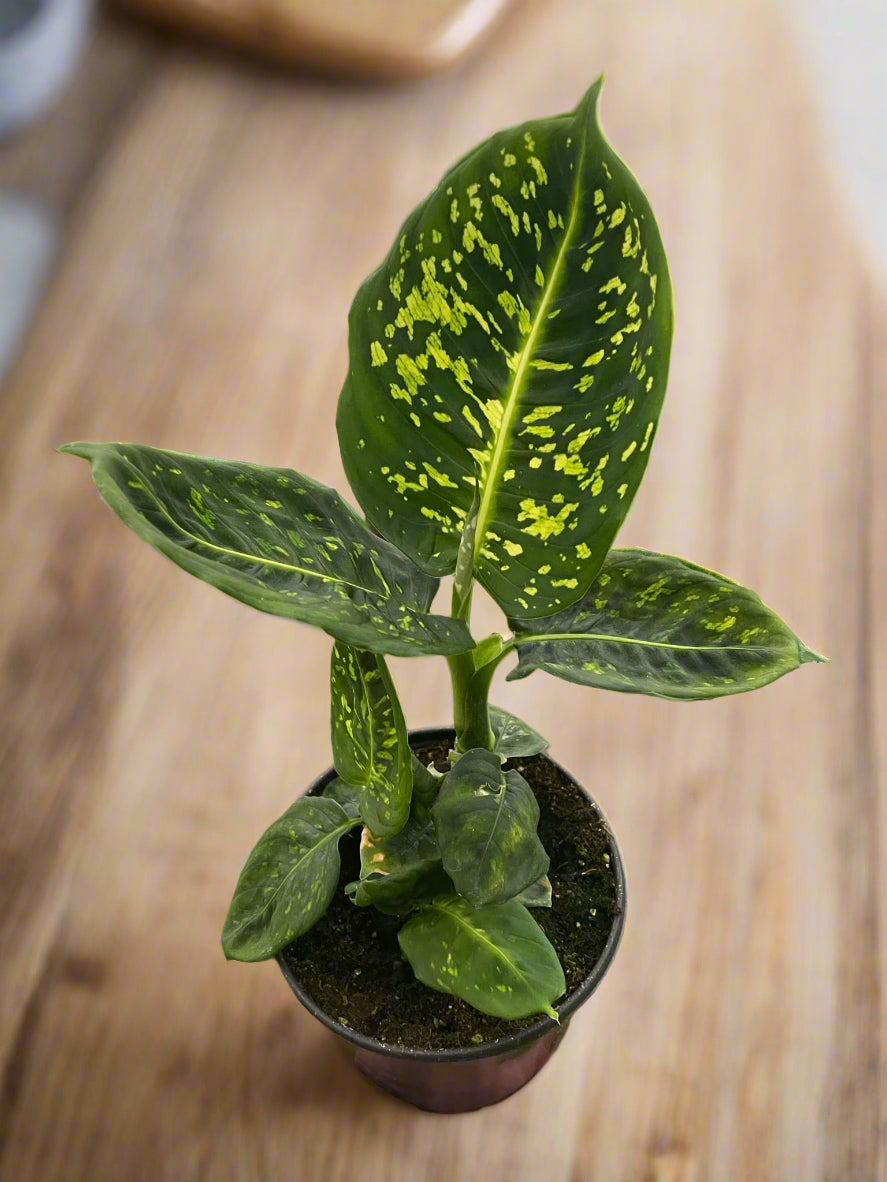 Dieffenbachia 'Reflector'