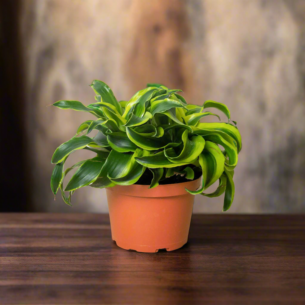 Dracaena 'Tornado'