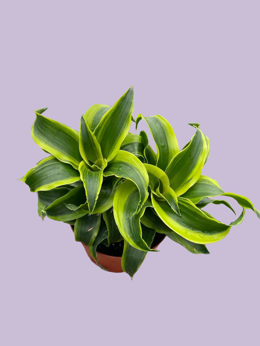 Dracaena 'Tornado'