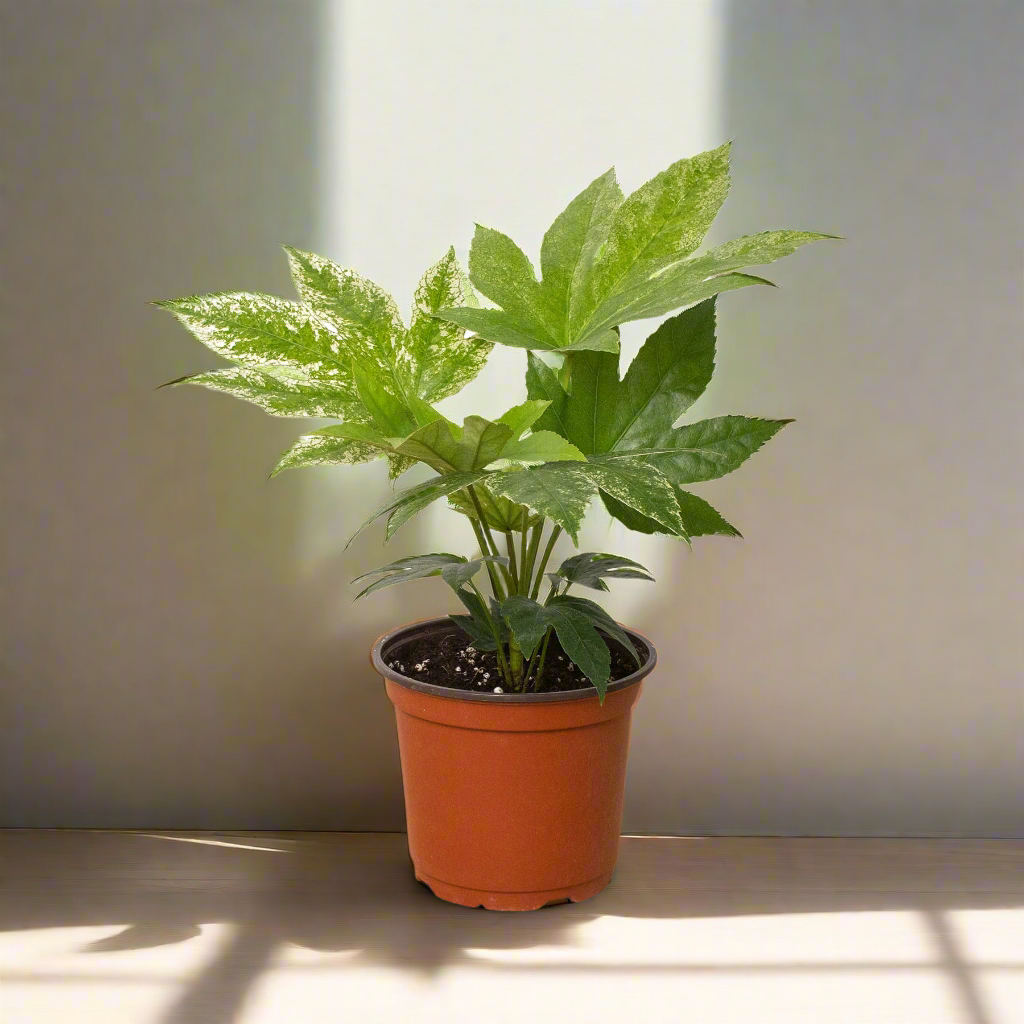 Fatsia 'Spider's Web'
