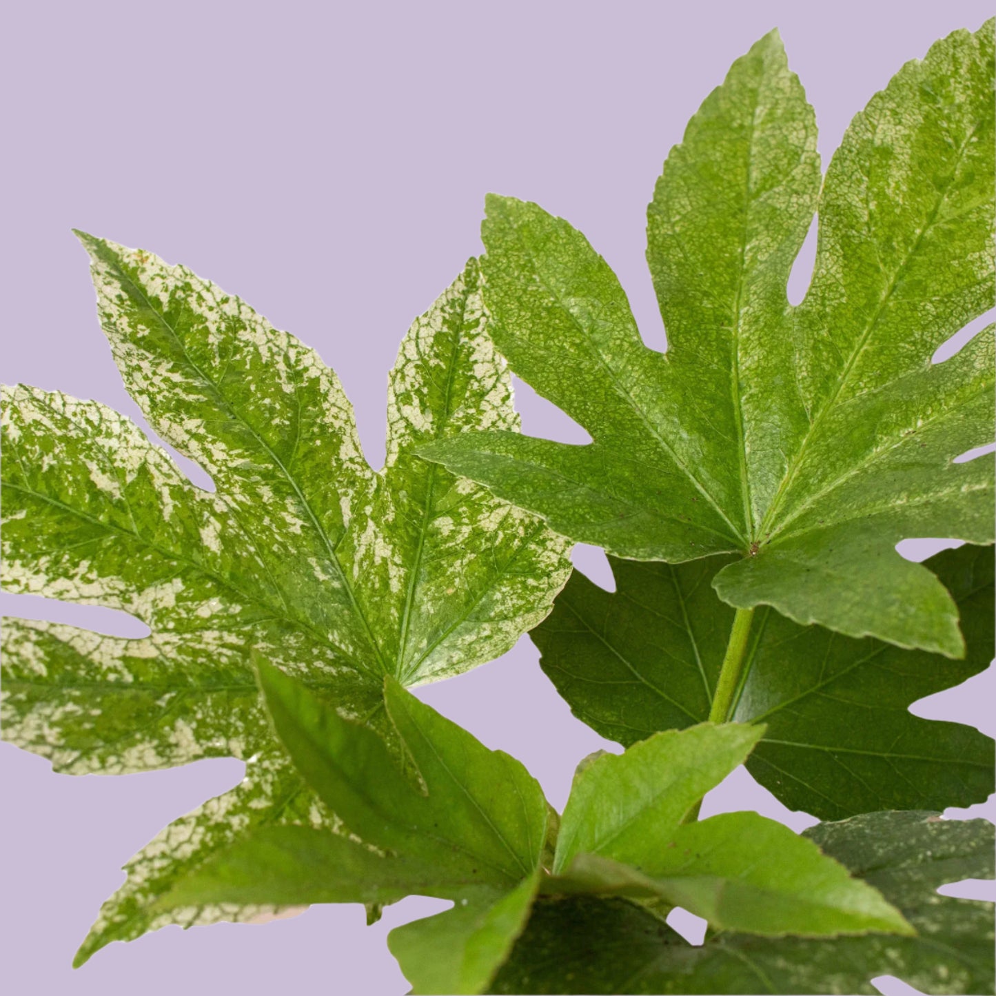 Fatsia 'Spider's Web'