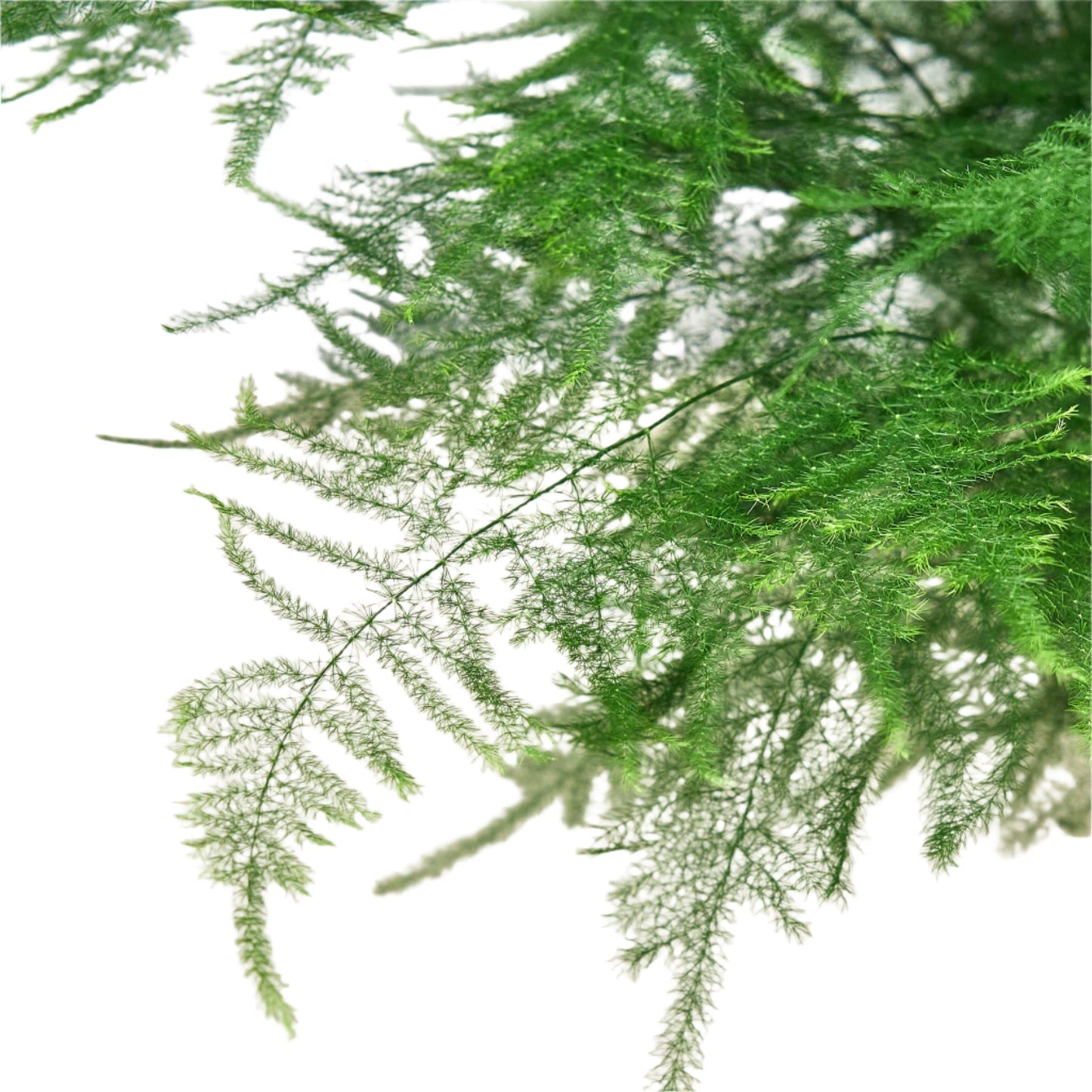 Fern Asparagus 'Plumosa'