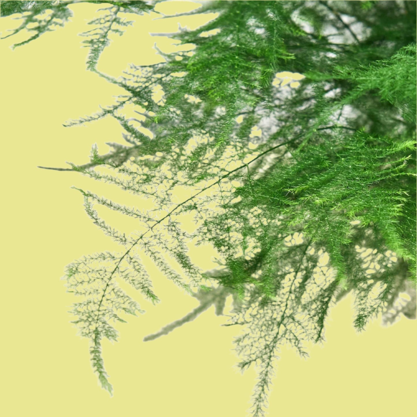 Fern 'Asparagus'