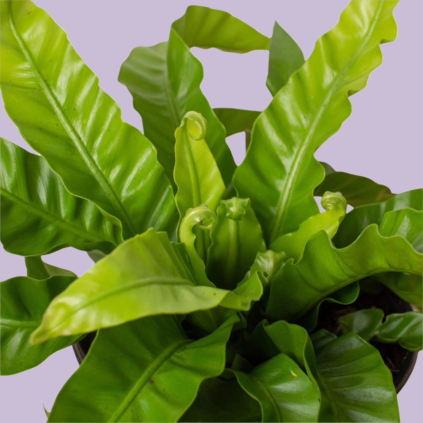 Fern 'Bird's Nest Hurricane'