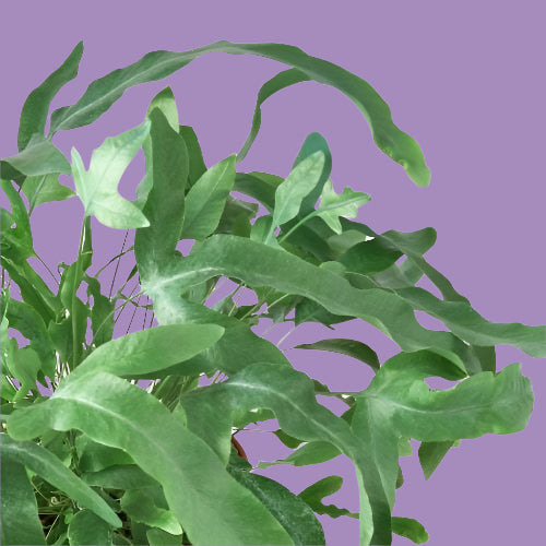 Fern 'Blue Star'