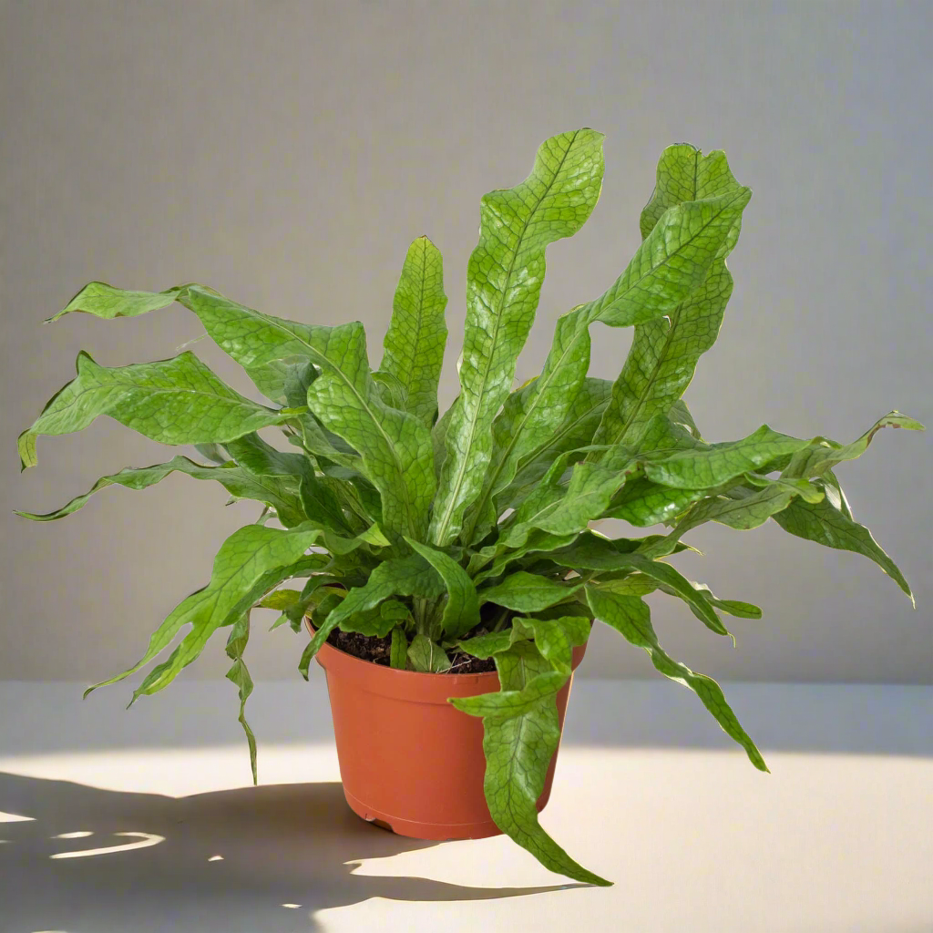 Fern 'Crocodile'