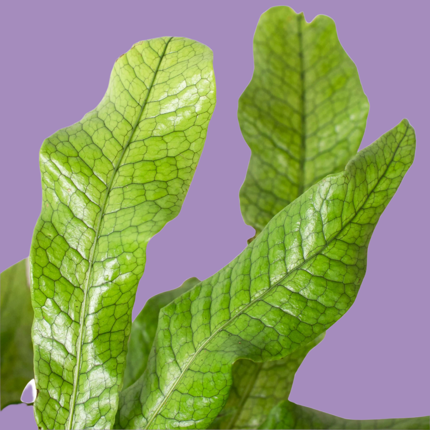 Fern 'Crocodile'